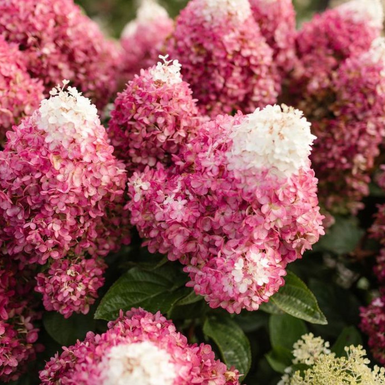 Obrázok Hortenzia metlinatá (Hydrangea paniculata) ´LIVING RED VELVET®´ by LIVING CREATIONS® - výška 20-30 cm, kont. C1,5L